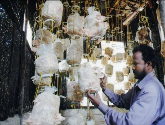 Mr Jose Prakash working with mushrooms
